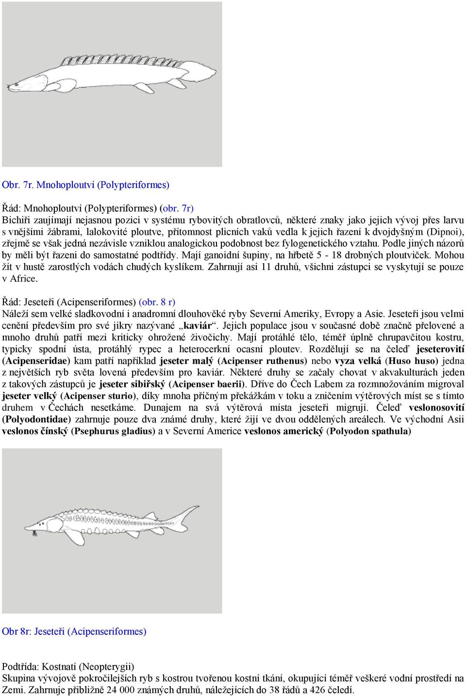 řazení k dvojdyšným (Dipnoi), zřejmě se však jedná nezávisle vzniklou analogickou podobnost bez fylogenetického vztahu. Podle jiných názorů by měli být řazeni do samostatné podtřídy.