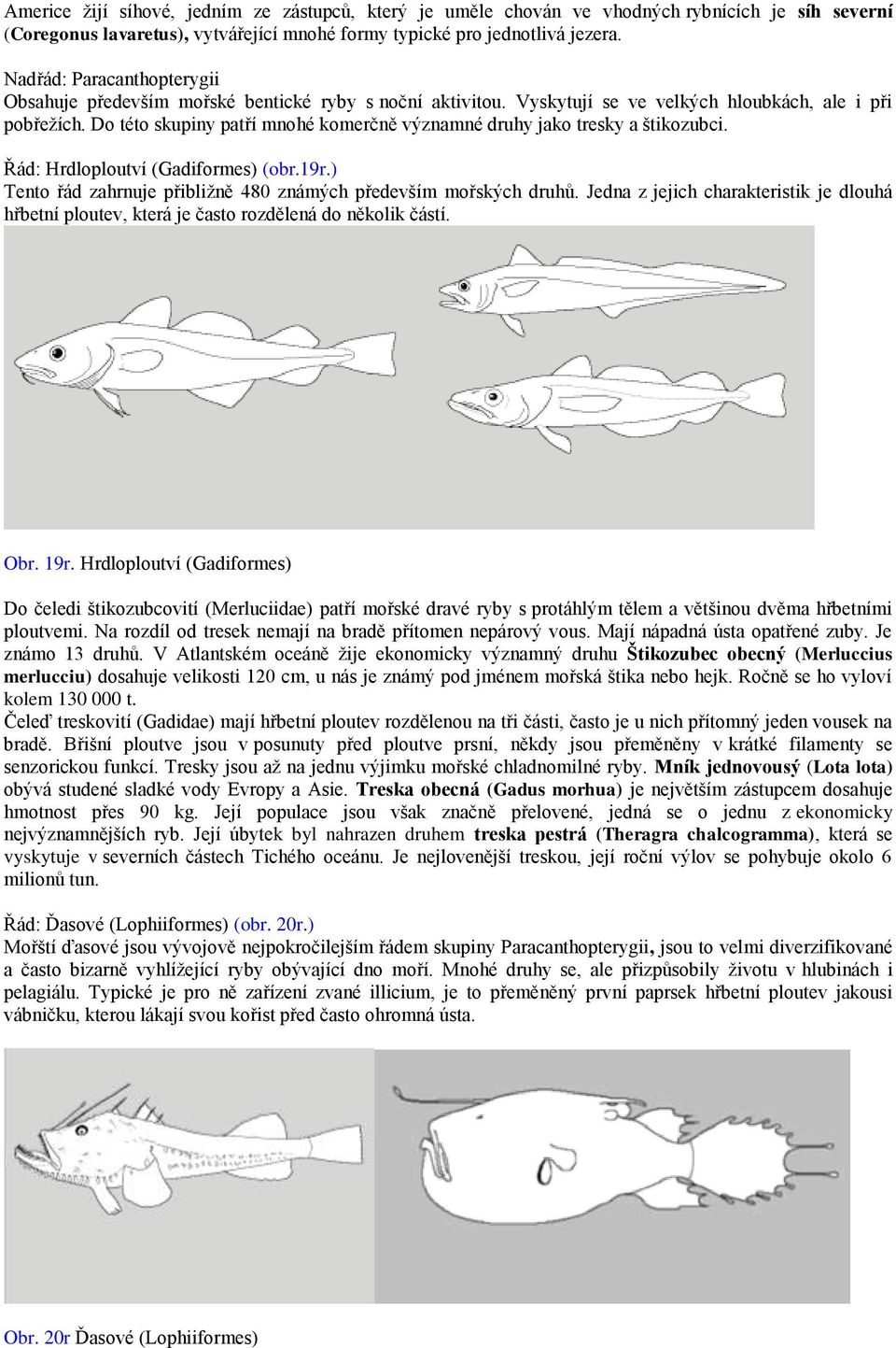 Do této skupiny patří mnohé komerčně významné druhy jako tresky a štikozubci. Řád: Hrdloploutví (Gadiformes) (obr.19r.) Tento řád zahrnuje přibliţně 480 známých především mořských druhů.