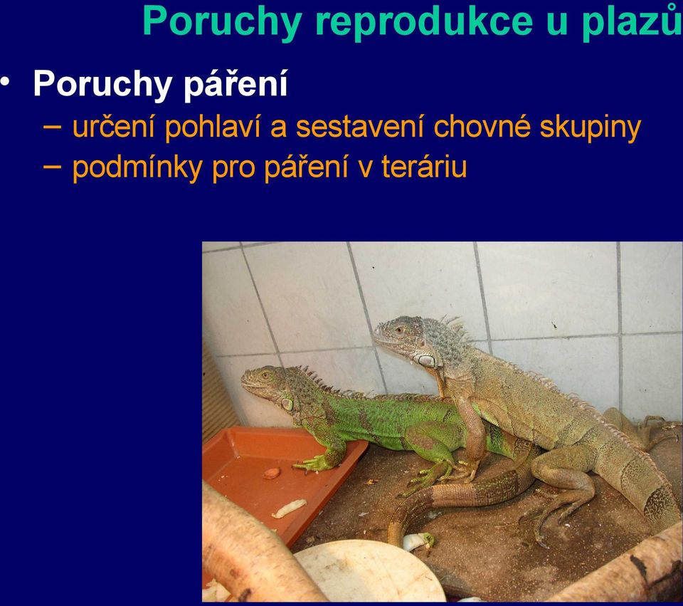 nemoci ostatních orgánů Poruchy v průběhu porodu (snášky) retence vajec přerušený porod