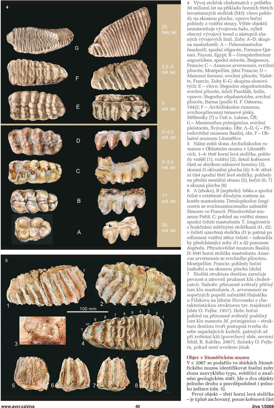 Zuby A D: skupina mastodontů: A Palaeomastodon beadnelli, spodní oligocén, Formace Qatrani, Fayum, Egypt; B Gomphotherium angustidens, spodní miocén, Baigneaux, Francie; C Anancus arvernensis,