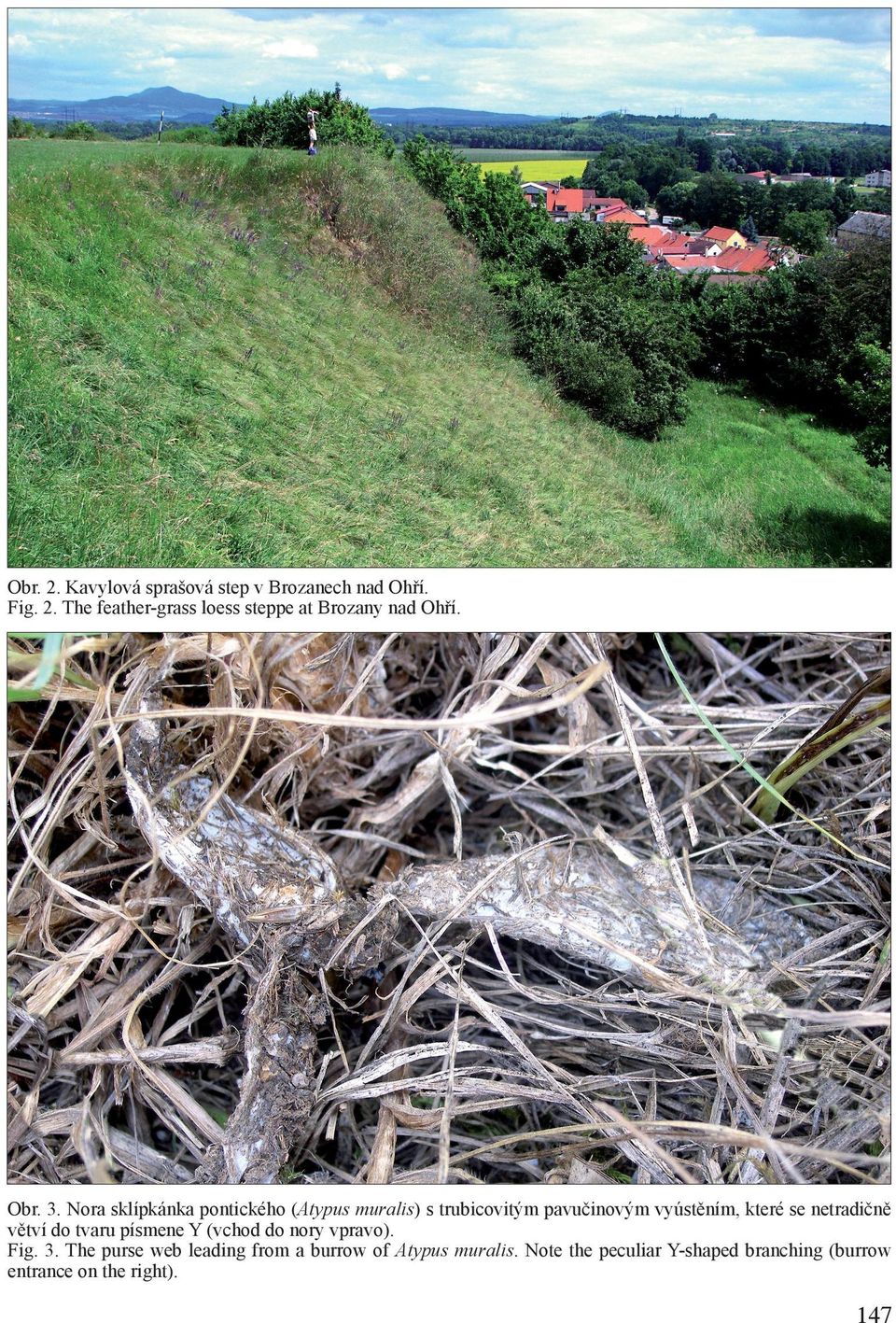 Nora sklípkánka pontického (Atypus muralis) s trubicovitým pavučinovým vyústěním, které se netradičně