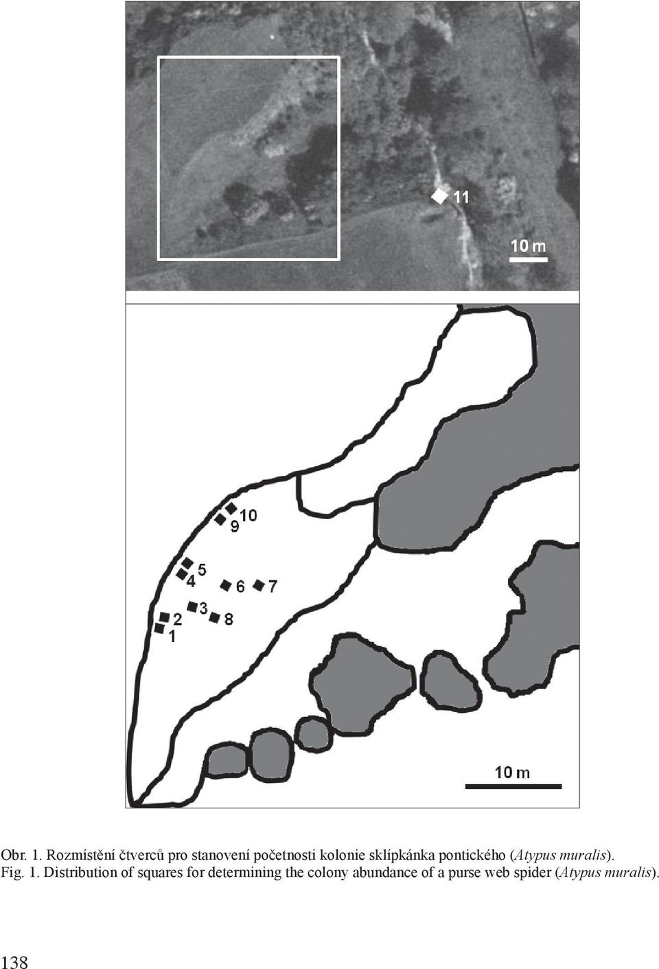 sklípkánka pontického (Atypus muralis). Fig. 1.