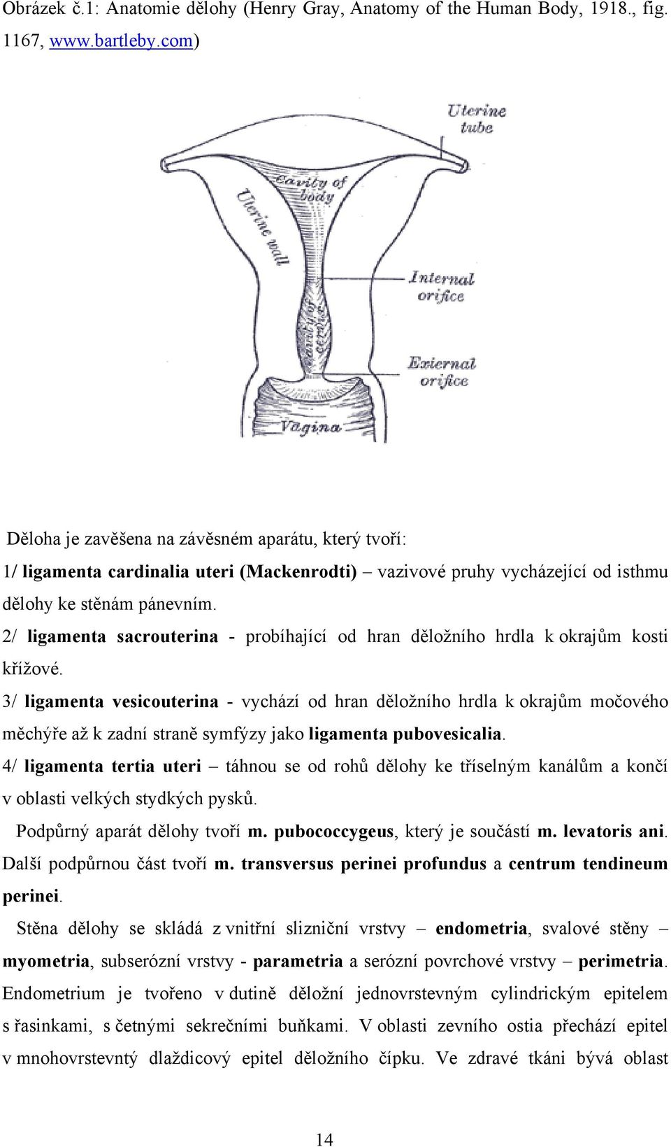 2/ ligamenta sacrouterina - probíhající od hran děložního hrdla k okrajům kosti křížové.