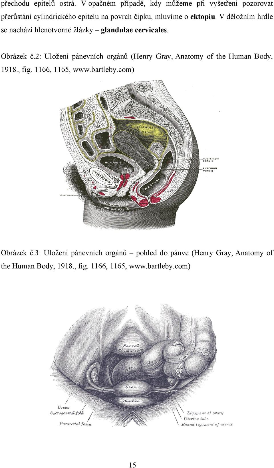 ektopiu. V děložním hrdle se nachází hlenotvorné žlázky glandulae cervicales. Obrázek č.