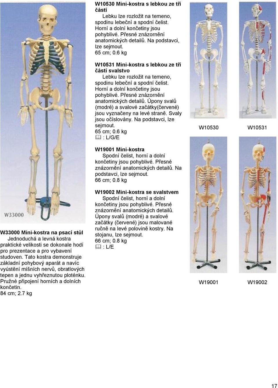 Přesné znázornění anatomických detailů. Úpony svalů (modré) a svalové začátky(červené) jsou vyznačeny na levé straně. Svaly jsou očíslovány. Na podstavci, lze sejmout. 65 cm; 0.