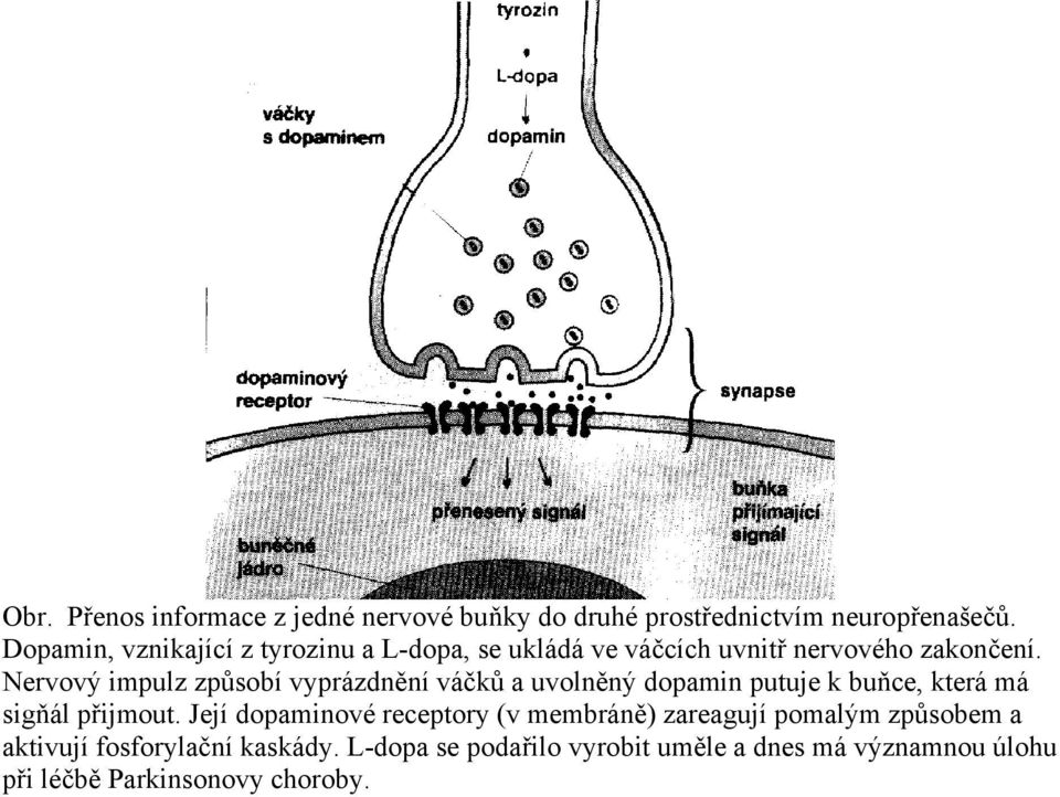 Nervový impulz způsobí vyprázdnění váčků a uvolněný dopamin putuje k buňce, která má sigňál přijmout.