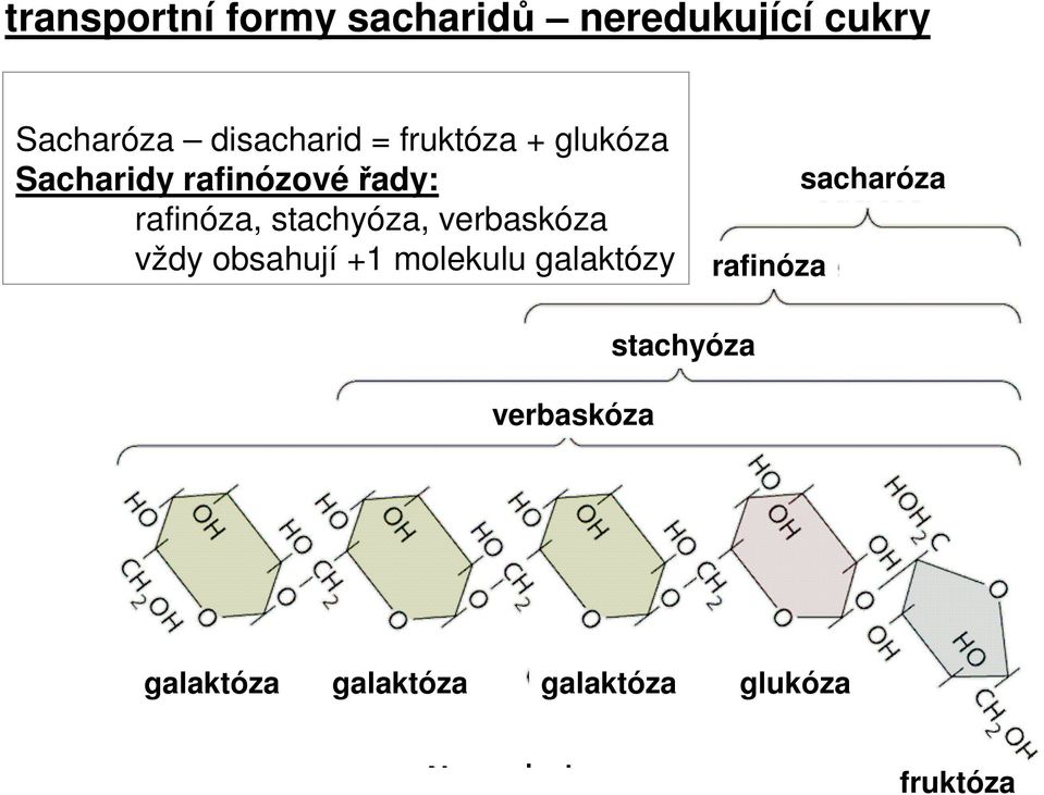 stachyóza, verbaskóza vždy obsahují +1 molekulu galaktózy rafinóza