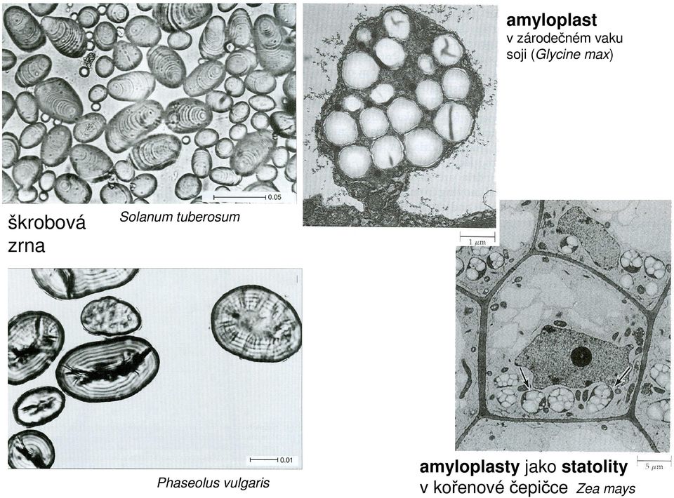 tuberosum Phaseolus vulgaris