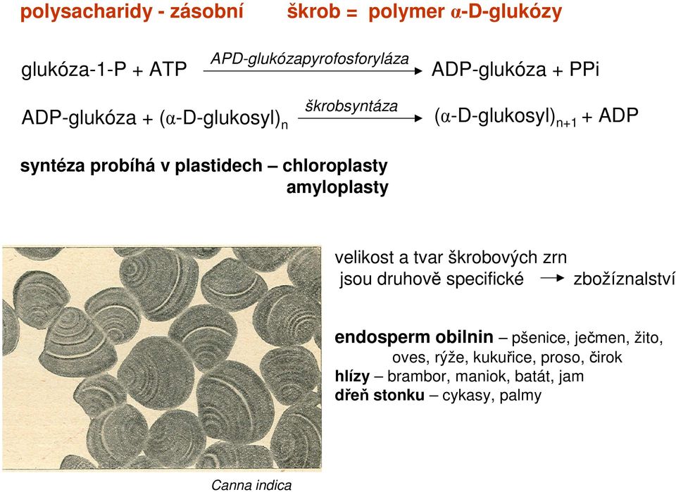 chloroplasty amyloplasty velikost a tvar škrobových zrn jsou druhově specifické zbožíznalství endosperm obilnin