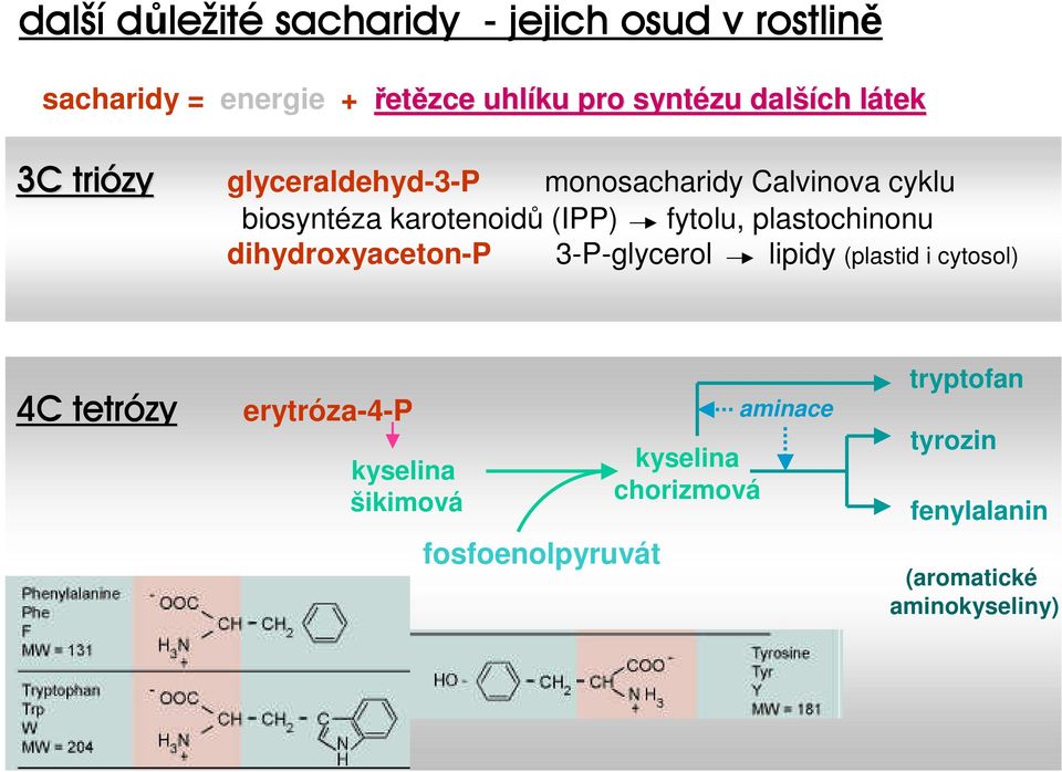 fytolu, plastochinonu dihydroxyaceton-p 3-P-glycerol lipidy (plastid i cytosol) 4C tetrózy erytróza-4-p