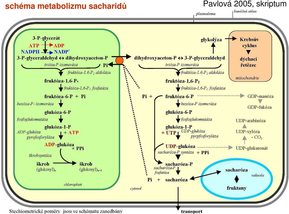 sacharidů