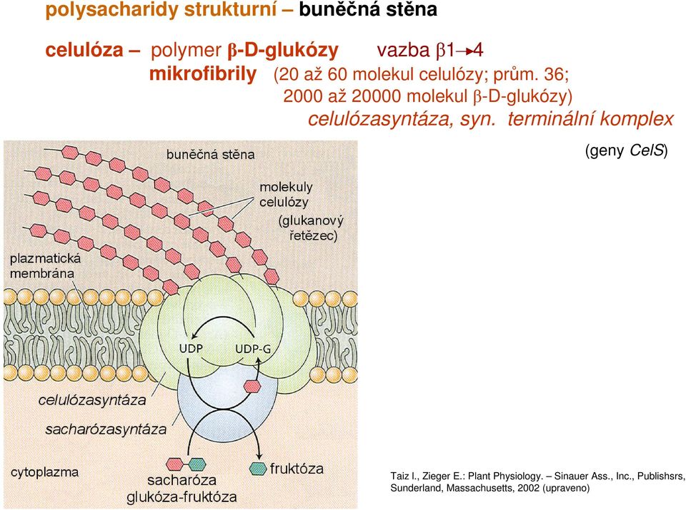 36; 2000 až 20000 molekul β-d-glukózy) celulózasyntáza, syn.