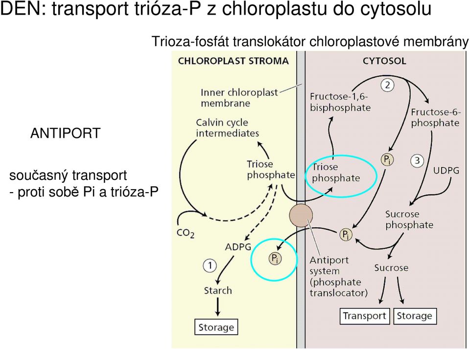 chloroplastové membrány ANTIPORT