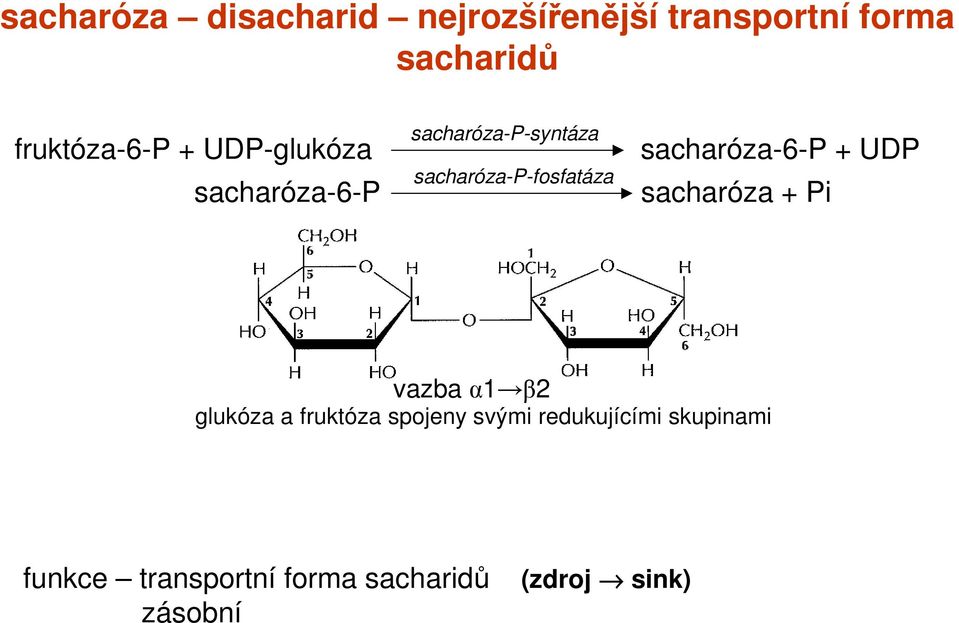 sacharóza-p-fosfatáza sacharóza-6-p sacharóza + Pi vazba α1 β2 glukóza a