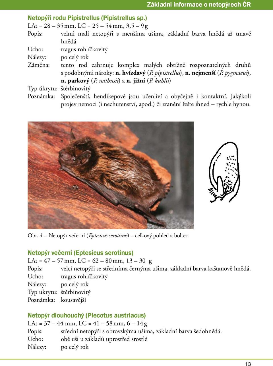 parkový (P. nathusii) a n. jižní (P. kuhlii) Typ úkrytu: štěrbinovitý Poznámka: Společenští, hendikepové jsou učenliví a obyčejně i kontaktní. Jakýkoli projev nemoci (i nechutenství, apod.