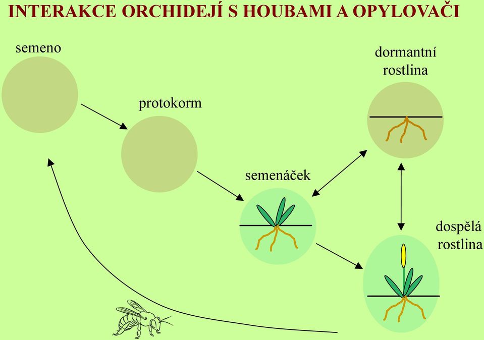 semeno dormantní rostlina