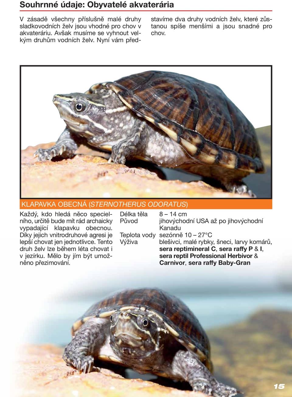 KLAPAVKA OBECNÁ (STERNOTHERUS ODORATUS) Délka těla 8 14 cm Původ Každý, kdo hledá něco specielního, určitě bude mít rád archaicky vypadající klapavku obecnou.