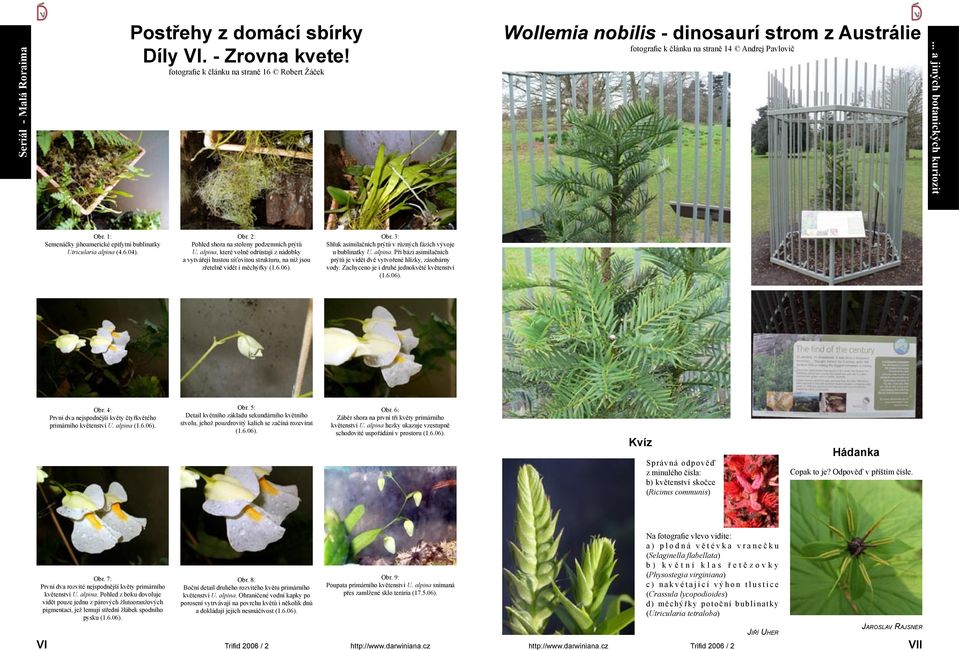 1: Semenáčky jihoamerické epifytní bublinatky Utricularia alpina (4.6.04). Obr. 2: Pohled shora na stolony podzemních prýtů U.