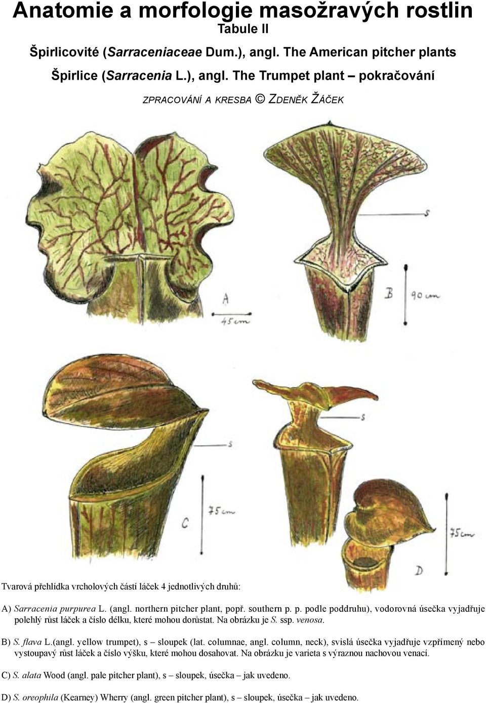 The Trumpet plant pokračování ZPRACOVÁNÍ A KRESBA ZDENĚK ŽÁČEK Tvarová přehlídka vrcholových částí láček 4 jednotlivých druhů: A) Sarracenia purpurea L. (angl. northern pitcher plant, popř.