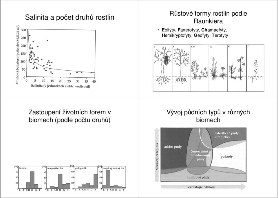 Hemikryptofyty, Geofyty, Terofyty Zastoupení životních