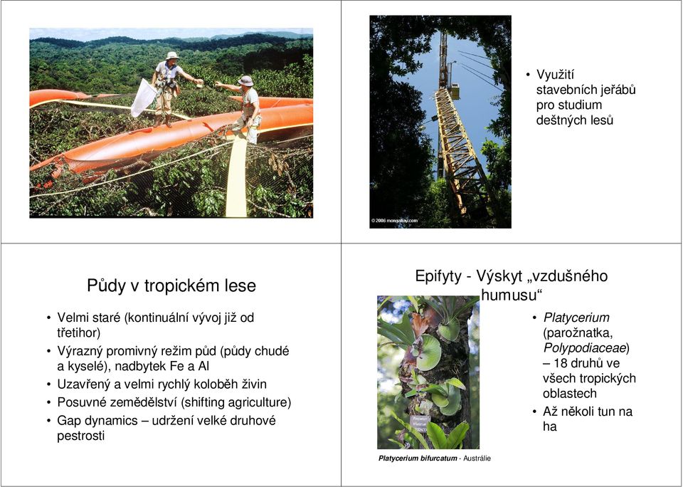 rychlý koloběh živin Posuvné zemědělství (shifting agriculture) Gap dynamics udržení velké druhové pestrosti Platycerium