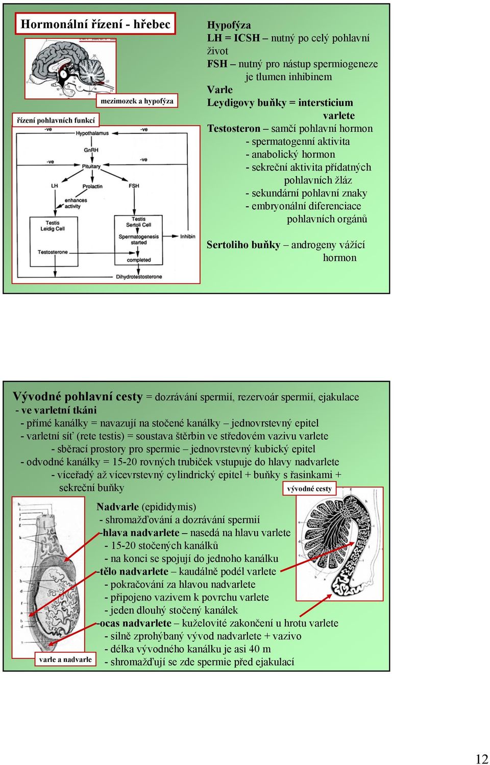 diferenciace pohlavních orgánů Sertoliho buňky androgeny vážící hormon Vývodné pohlavní cesty = dozrávání spermií, rezervoár spermií, ejakulace - ve varletní tkáni -přímé kanálky = navazují na