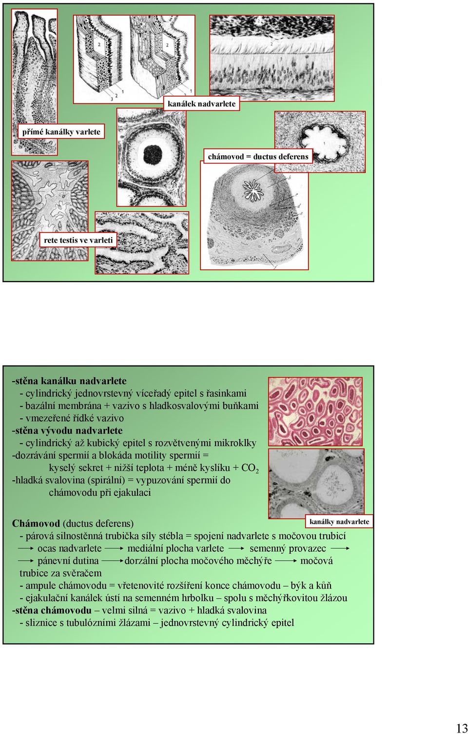 sekret + nižší teplota + méně kyslíku + CO 2 -hladká svalovina (spirální) = vypuzování spermií do chámovodu při ejakulaci Chámovod (ductus deferens) kanálky nadvarlete - párová silnostěnná trubička