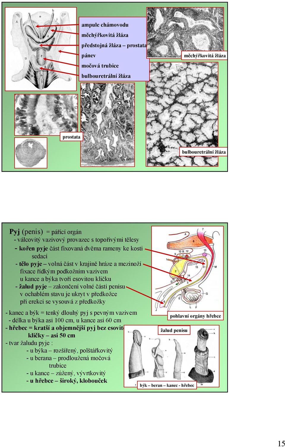 esovitou kličku - žalud pyje zakončení volné části penisu v ochablém stavu je ukryt v předkožce při erekci se vysouvá z předkožky - kanec a býk = tenký dlouhý pyj s pevným vazivem - délka u býka asi