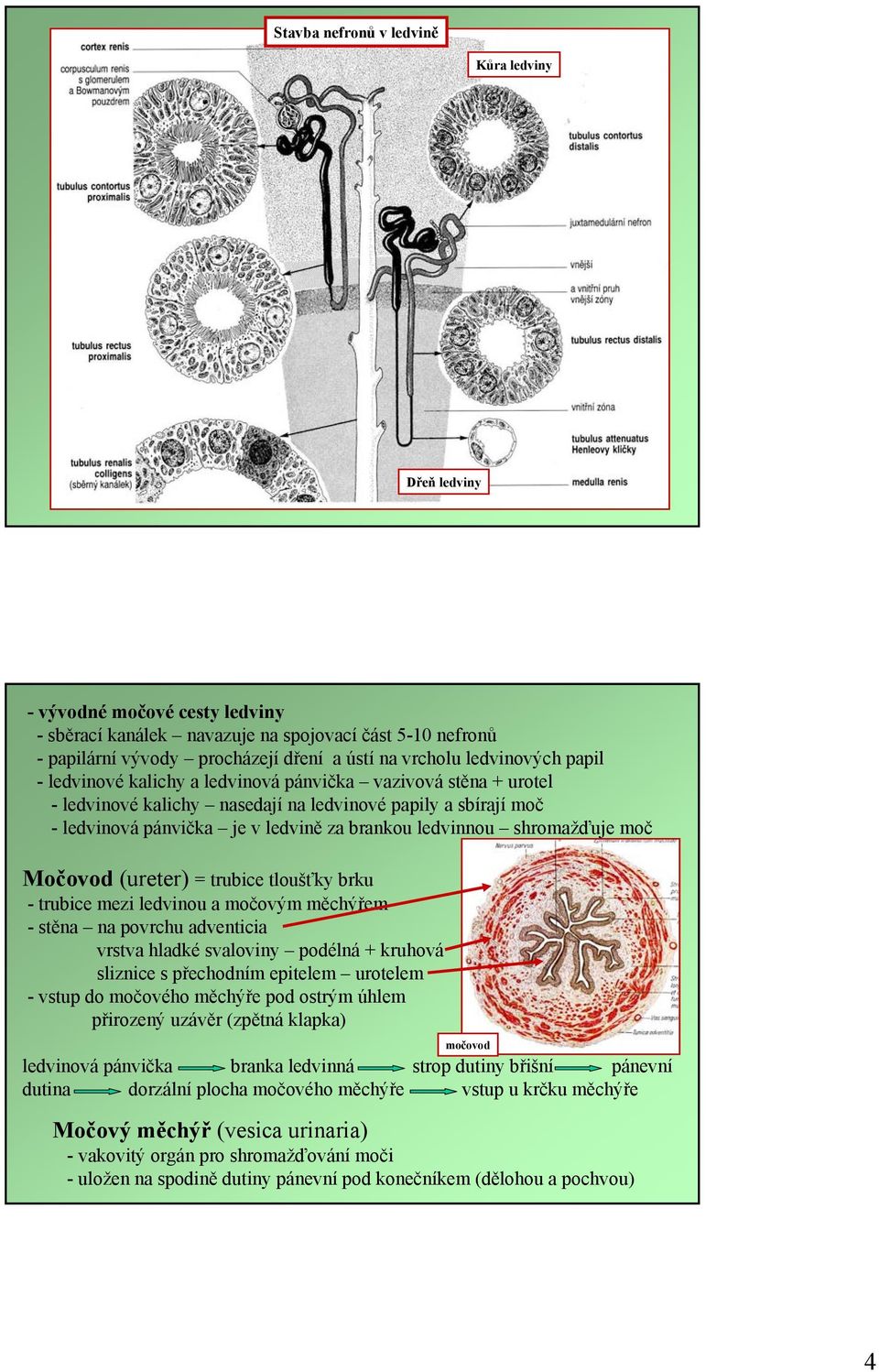 ledvinnou shromažďuje moč Močovod (ureter) = trubice tloušťky brku - trubice mezi ledvinou a močovým měchýřem -stěna na povrchu adventicia vrstva hladké svaloviny podélná + kruhová sliznice s