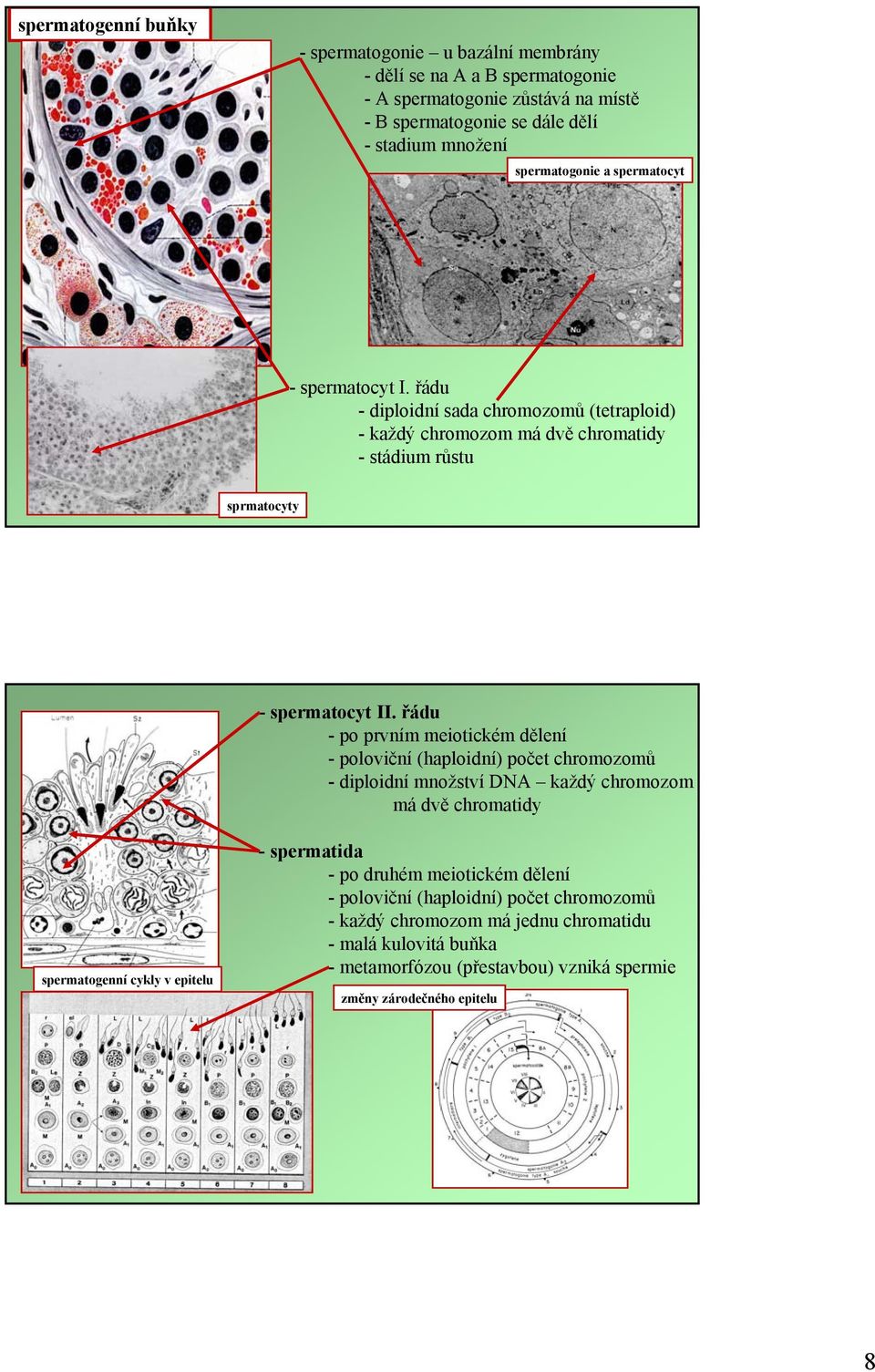 řádu - po prvním meiotickém dělení - poloviční (haploidní) počet chromozomů - diploidní množství DNA každý chromozom má dvě chromatidy spermatogenní cykly v epitelu -spermatida -