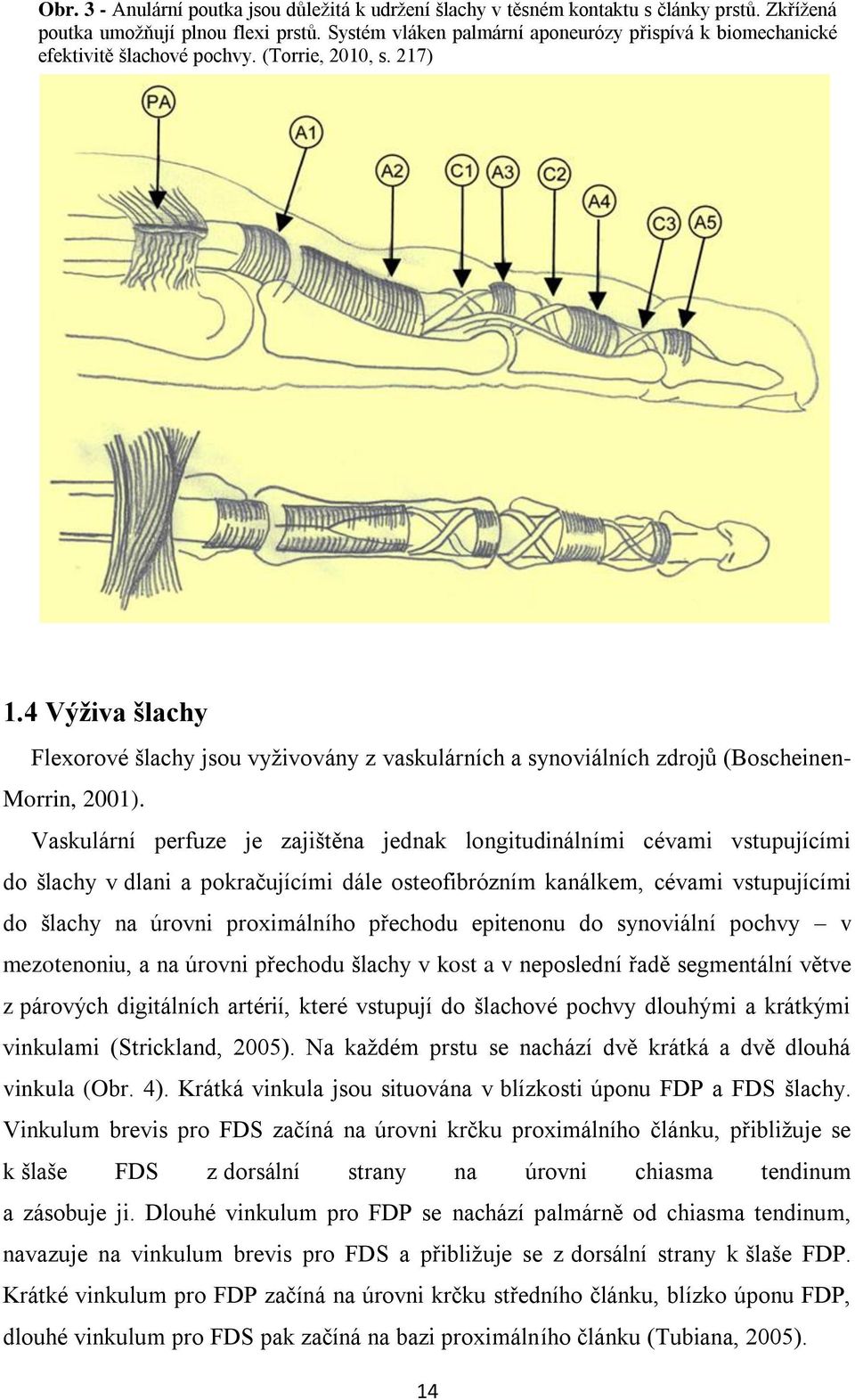 4 Výživa šlachy Flexorové šlachy jsou vyţivovány z vaskulárních a synoviálních zdrojů (Boscheinen- Morrin, 2001).