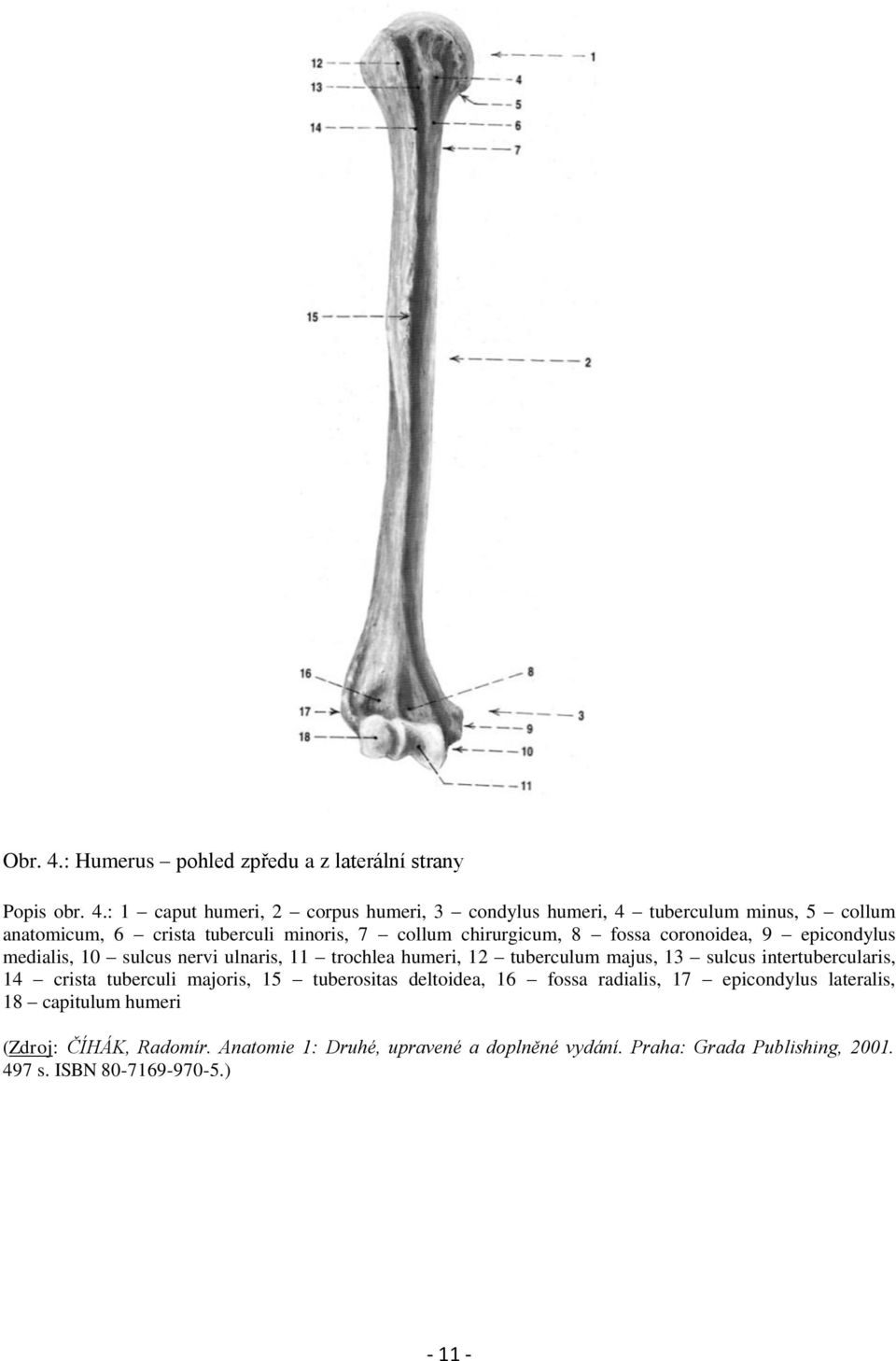 : 1 caput humeri, 2 corpus humeri, 3 condylus humeri, 4 tuberculum minus, 5 collum anatomicum, 6 crista tuberculi minoris, 7 collum chirurgicum, 8