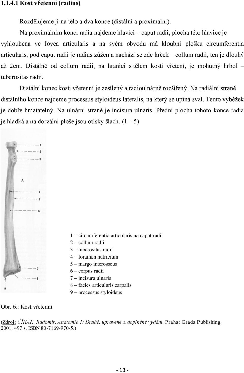 zúžen a nachází se zde krček collum radii, ten je dlouhý až 2cm. Distálně od collum radii, na hranici s tělem kosti vřetení, je mohutný hrbol tuberositas radii.