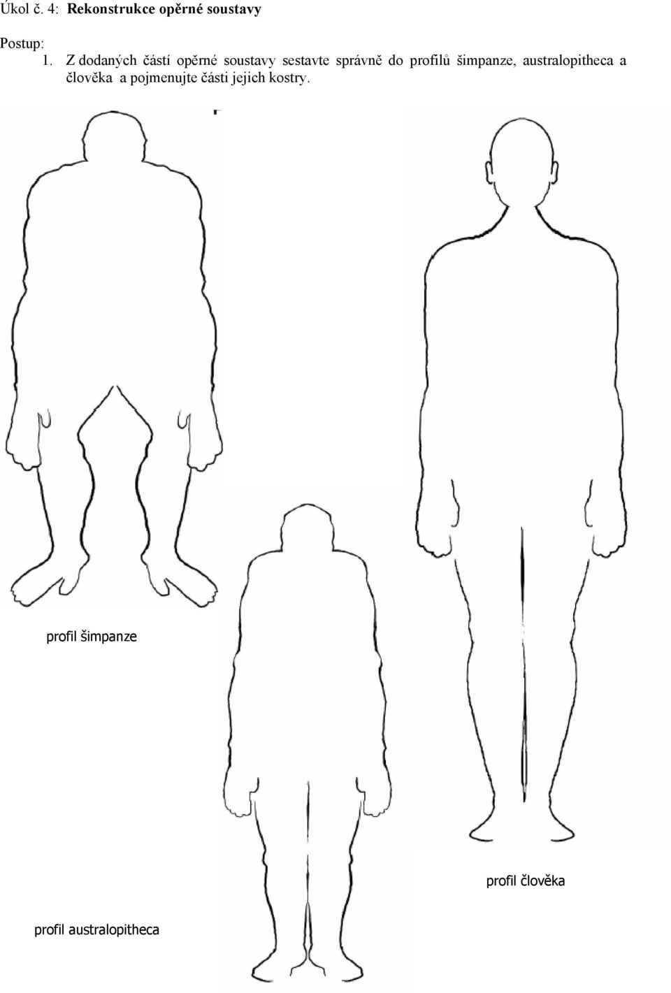 profilů šimpanze, australopitheca a člověka a pojmenujte