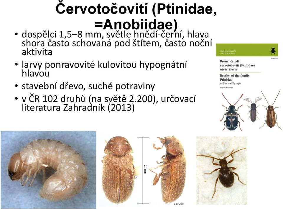 aktivita larvy ponravovité kulovitou hypognátní hlavou stavební dřevo,