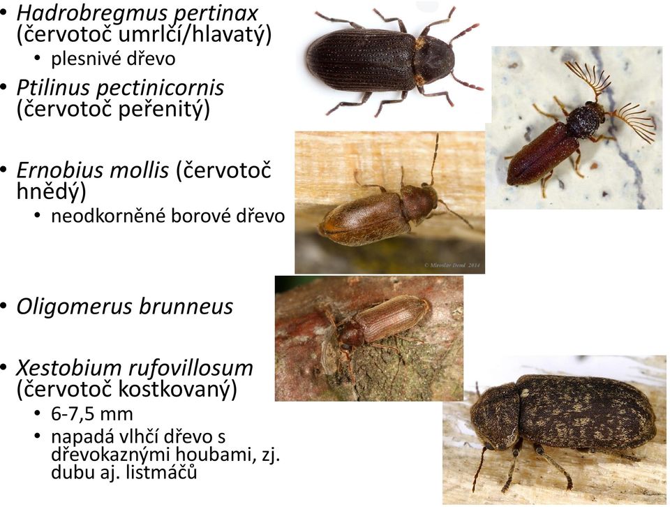 neodkorněné borové dřevo Oligomerus brunneus Xestobium rufovillosum