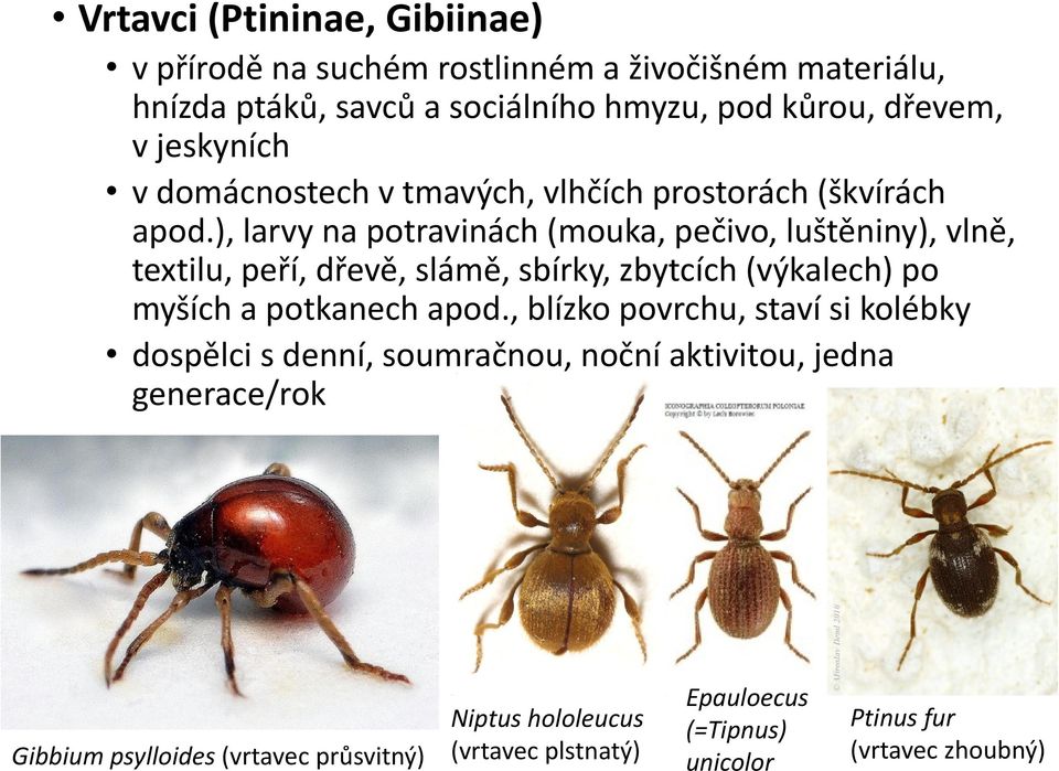 ), larvy na potravinách (mouka, pečivo, luštěniny), vlně, textilu, peří, dřevě, slámě, sbírky, zbytcích (výkalech) po myších a potkanech apod.