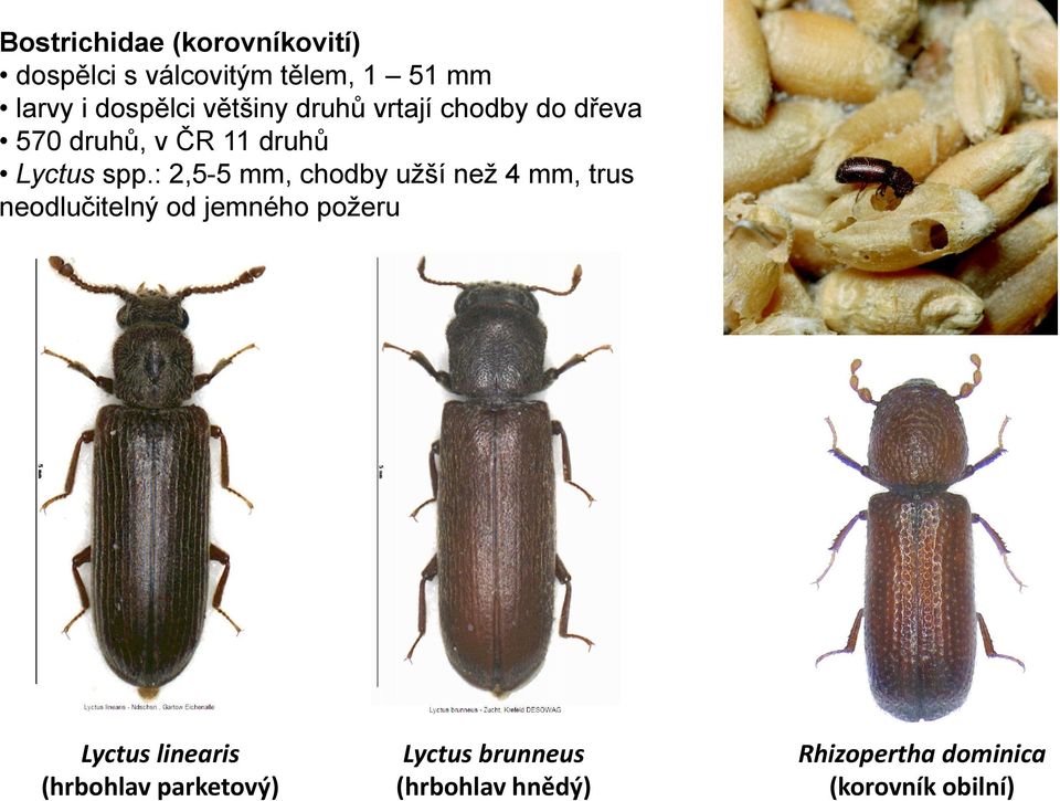 : 2,5-5 mm, chodby užší než 4 mm, trus neodlučitelný od jemného požeru Lyctus