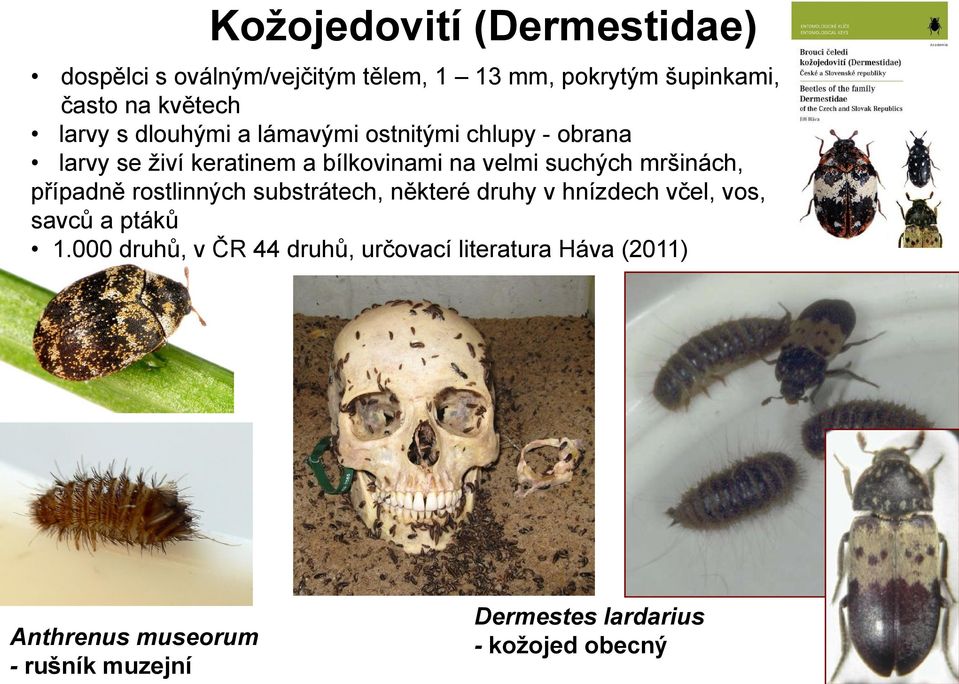 mršinách, případně rostlinných substrátech, některé druhy v hnízdech včel, vos, savců a ptáků 1.