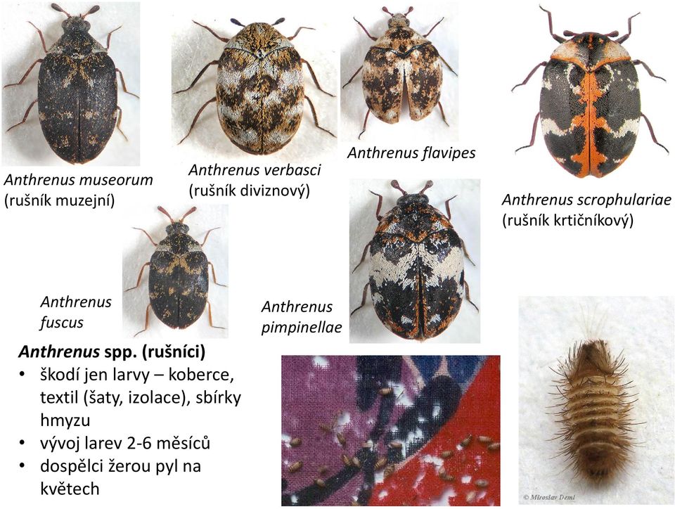 (rušníci) škodí jen larvy koberce, textil (šaty, izolace), sbírky hmyzu vývoj