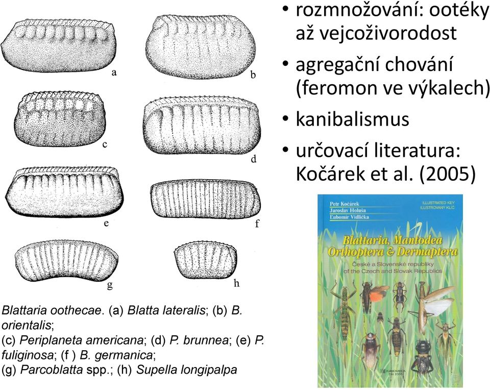 (a) Blatta lateralis; (b) B. orientalis; (c) Periplaneta americana; (d) P.