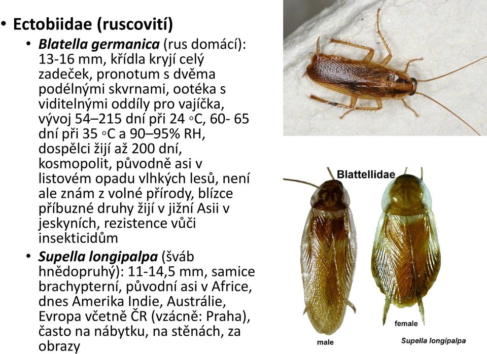 lesů, není ale znám z volné přírody, blízce příbuzné druhy žijí v jižní Asii v jeskyních, rezistence vůči insekticidům Supella longipalpa (šváb