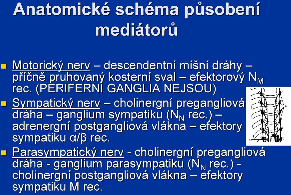 (PERIFERNÍ GANGLIA NEJSOU) Sympatický nerv cholinergní pregangliová dráha ganglium sympatiku (N N rec.