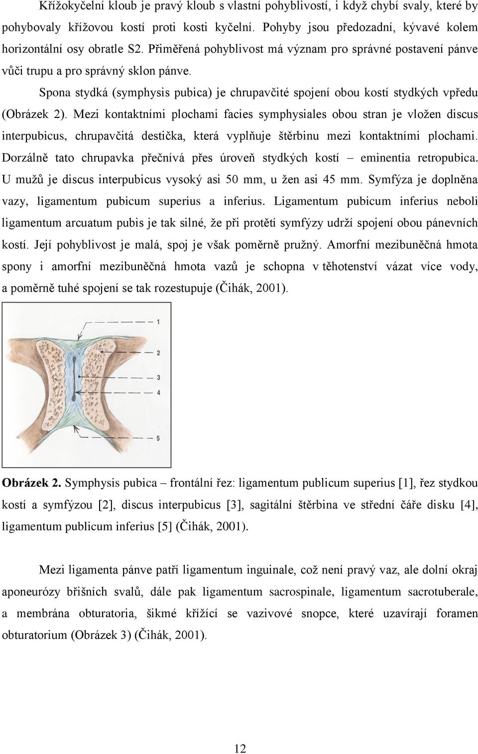 Mezi kontaktními plochami facies symphysiales obou stran je vloţen discus interpubicus, chrupavčitá destička, která vyplňuje štěrbinu mezi kontaktními plochami.