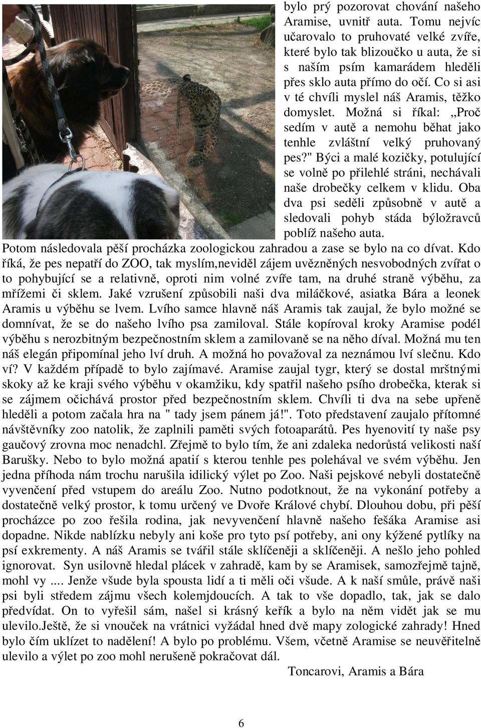 " Býci a malé kozi ky, potulující se voln po p ilehlé stráni, nechávali naše drobe ky celkem v klidu. Oba dva psi sed li zp sobn v aut a sledovali pohyb stáda býložravc poblíž našeho auta.