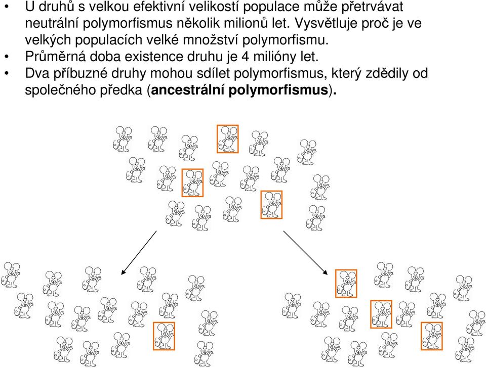 Vysvětluje proč je ve velkých populacích velké množství polymorfismu.