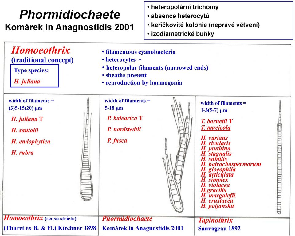 endophytica H. rubra Homoeothrix (sensu stricto) (Thuret ex B. & Fl.) Kirchner 1898 width of filaments = 5-18 µm P. balearica T P. nordstedtii P.