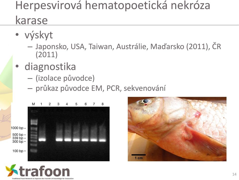 Maďarsko (2011), ČR (2011) diagnostika