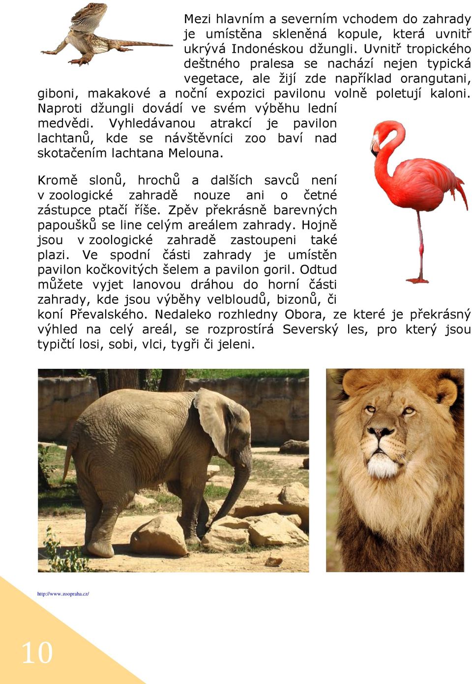 Naproti džungli dovádí ve svém výběhu lední medvědi. Vyhledávanou atrakcí je pavilon lachtanů, kde se návštěvníci zoo baví nad skotačením lachtana Melouna.