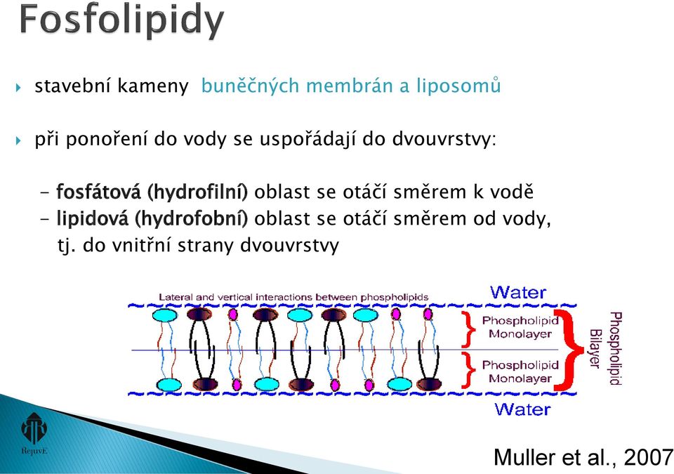 oblast se otáčí směrem k vodě - lipidová (hydrofobní) oblast se